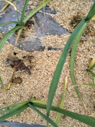 최유순님의 다가오는 대한, 농가의 혹한 대비 어떻게 하고 계신가요? · 참여글 작성글 사진