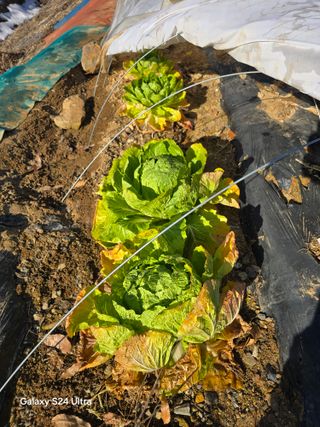 소병찬님의 다가오는 대한, 농가의 혹한 대비 어떻게 하고 계신가요? · 참여글 작성글 사진