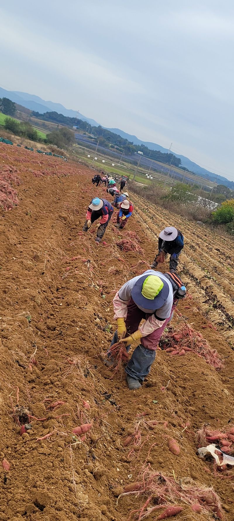 사랑꽃농장님의 장터 판매 상품 [고급진) 못난이 하루까 고구마10kg] 첨부 사진