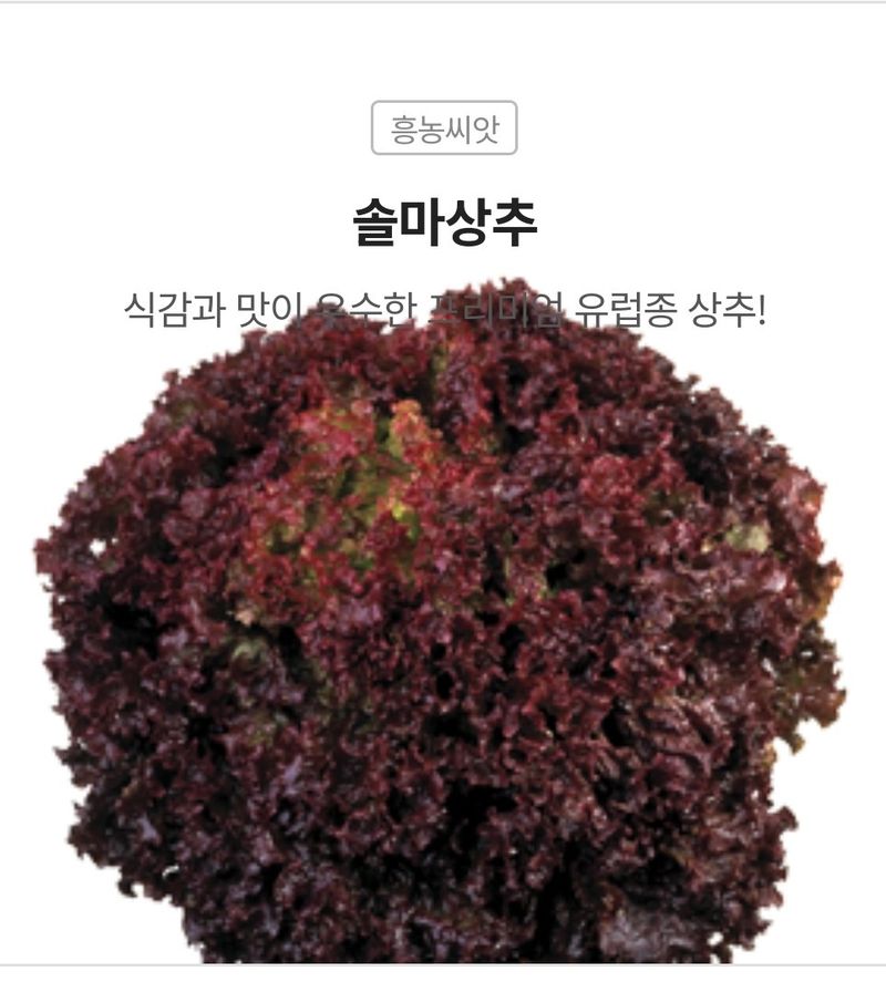 대산농사대장님의 장터 판매 상품 [팜한농 유럽  프리미엄상추  쏠마  대용량 5천립] 첨부 사진