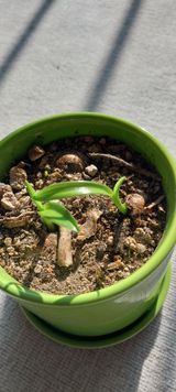 팜모닝 두뇌 활력 충전소! 깜짝 초성 퀴즈·참여글 게시글 이미지