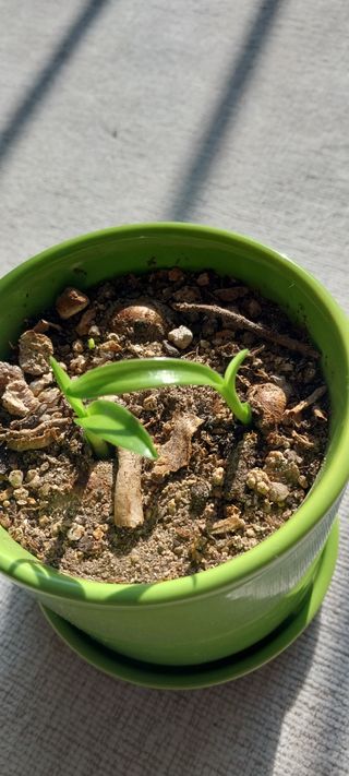 뽀식이님의 두뇌 활력 충전소! 깜짝 초성 퀴즈 · 참여글 작성글 사진