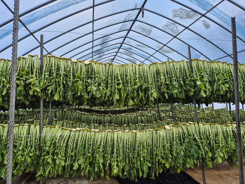 산간애님의 장터 판매 상품 [약간 덜 마른 시래기 2kg] 첨부 사진