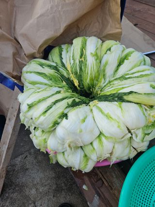 조종문님의 두뇌 활력 충전소! 깜짝 초성 퀴즈 · 참여글 작성글 사진