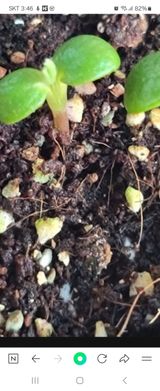 팜모닝 두뇌 활력 충전소! 깜짝 초성 퀴즈·참여글 게시글 이미지