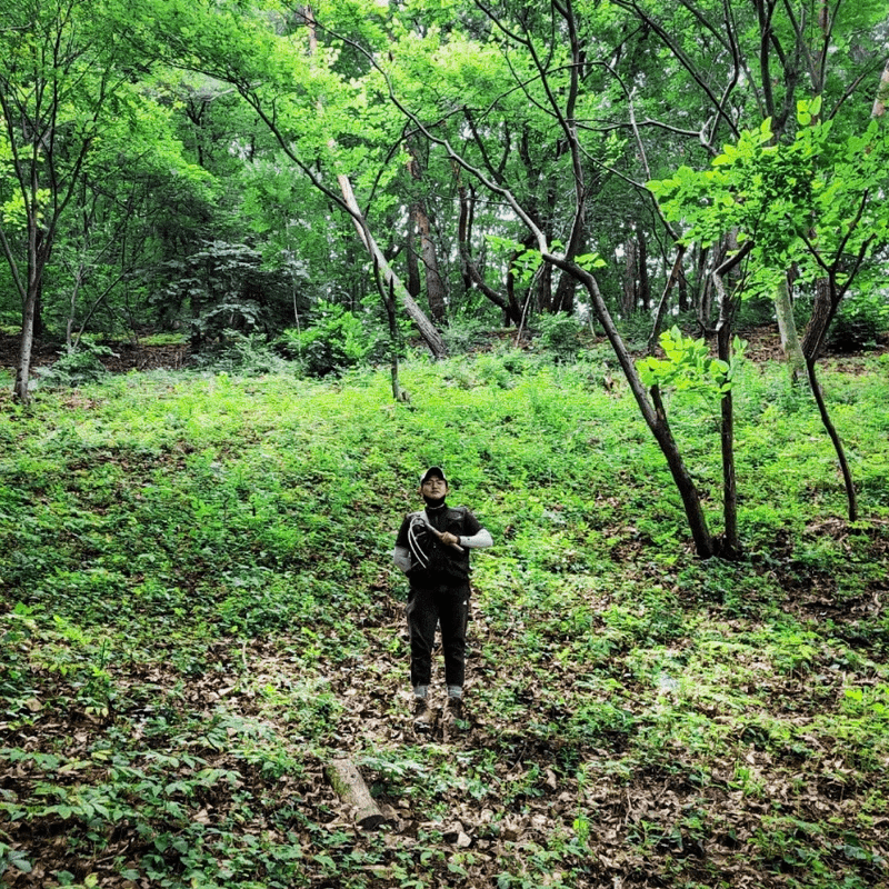 진상빈님의 장터 판매 상품 [정품 산양삼 설 선물이벤트/ 6-13년근 산양삼/ 정삼2뿌리 추가증정] 첨부 사진