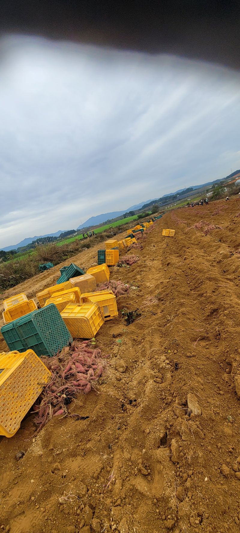 사랑꽃농장님의 장터 판매 상품 [고급진) 못난이 하루까 고구마10kg] 첨부 사진