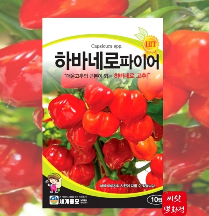 장터 상품 [하바네로파이어 멕시코 고추 맵기 청양30배] 썸네일