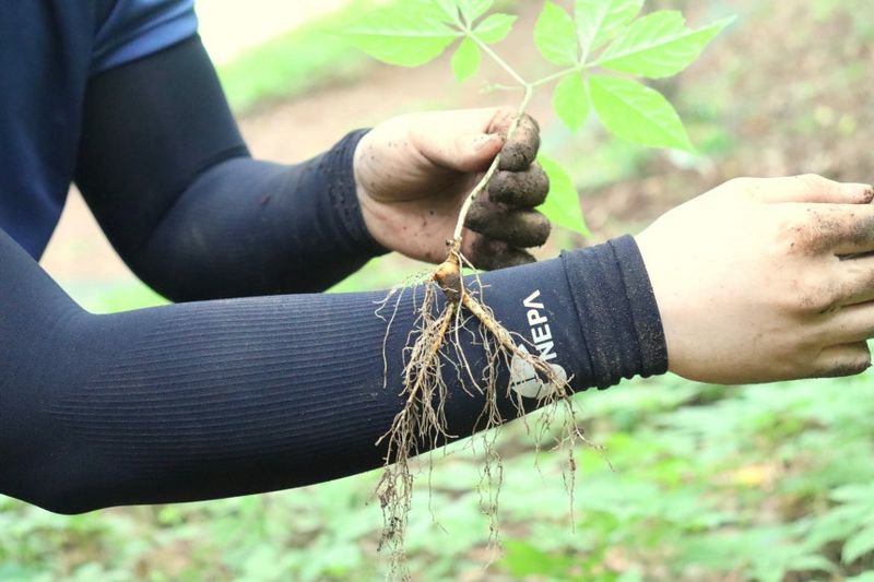 진상빈님의 장터 판매 상품 [정품 산양삼 설 선물이벤트/ 6-13년근 산양삼/ 정삼2뿌리 추가증정] 첨부 사진