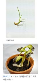 팜모닝 두뇌 활력 충전소! 깜짝 초성 퀴즈·참여글 게시글 이미지