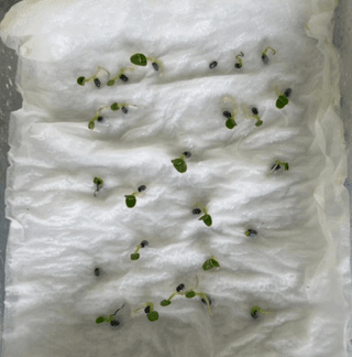 선이랑순이랑님의 두뇌 활력 충전소! 깜짝 초성 퀴즈 · 참여글 작성글 사진