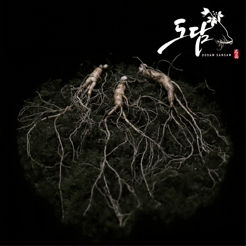 진상빈님의 장터 판매 상품 [정품 산양삼 설 선물이벤트/ 6-13년근 산양삼/ 정삼2뿌리 추가증정] 첨부 사진