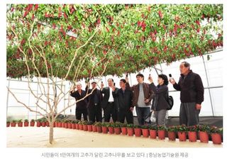 대산농사대장님의 고추 · 일상 작성글 사진