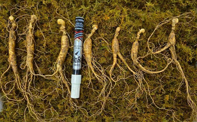 진상빈님의 장터 판매 상품 [정품 산양삼 설 선물이벤트/ 6-13년근 산양삼/ 정삼2뿌리 추가증정] 첨부 사진