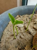 팜모닝 두뇌 활력 충전소! 깜짝 초성 퀴즈·참여글 게시글 이미지