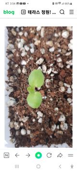 팜모닝 두뇌 활력 충전소! 깜짝 초성 퀴즈·참여글 게시글 이미지