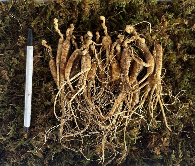 진상빈님의 장터 판매 상품 [가성비 좋은 파삼 6-13년근 설이벤트/10g 추가증정] 첨부 사진