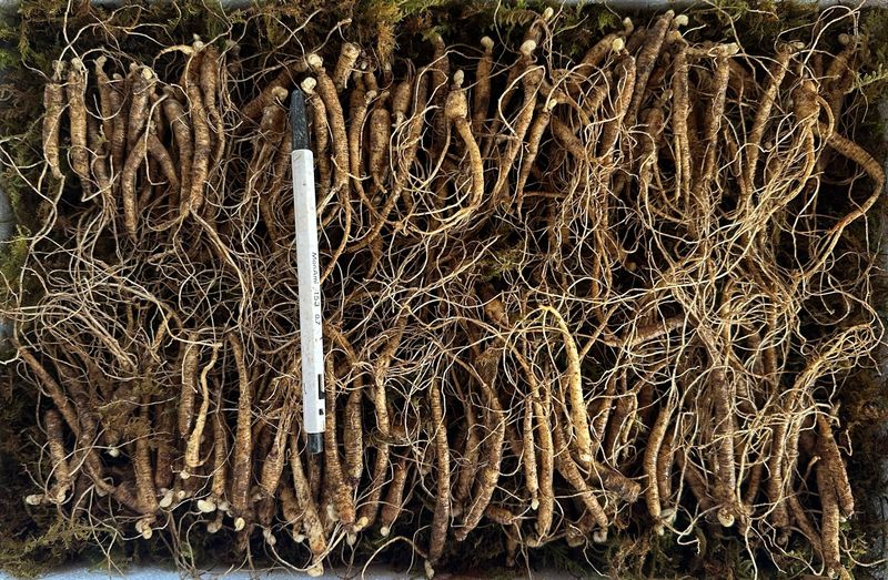 진상빈님의 장터 판매 상품 [가성비 좋은 파삼 6-13년근 설이벤트/10g 추가증정] 첨부 사진