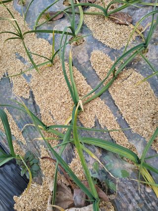 최유순님의 다가오는 대한, 농가의 혹한 대비 어떻게 하고 계신가요? · 참여글 작성글 사진