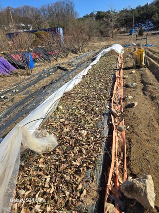 소병찬님의 다가오는 대한, 농가의 혹한 대비 어떻게 하고 계신가요? · 참여글 작성글 사진