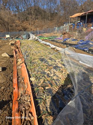 소병찬님의 다가오는 대한, 농가의 혹한 대비 어떻게 하고 계신가요? · 참여글 작성글 사진