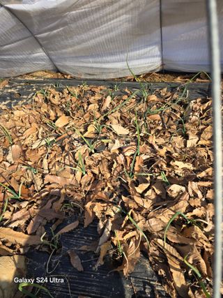 소병찬님의 다가오는 대한, 농가의 혹한 대비 어떻게 하고 계신가요? · 참여글 작성글 사진