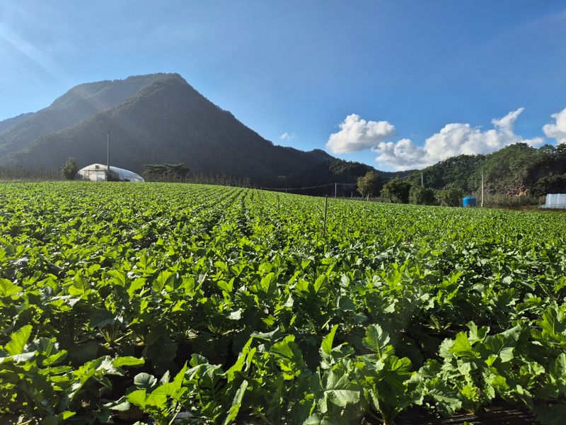 산간애님의 장터 판매 상품 [약간 덜 마른 시래기 2kg] 첨부 사진