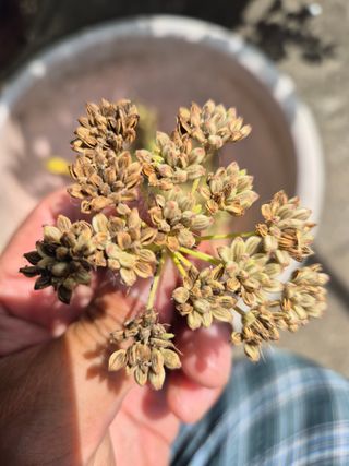 왕대추님의 두뇌 활력 충전소! 깜짝 초성 퀴즈 · 참여글 작성글 사진