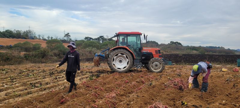 사랑꽃농장님의 장터 판매 상품 [고급진) 못난이 하루까 고구마10kg] 첨부 사진