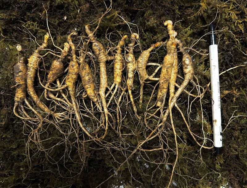 장터 상품 [가성비 좋은 파삼 6-13년근 설이벤트/10g 추가증정] 썸네일