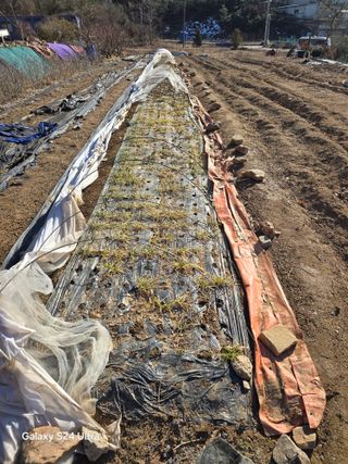 소병찬님의 다가오는 대한, 농가의 혹한 대비 어떻게 하고 계신가요? · 참여글 작성글 사진