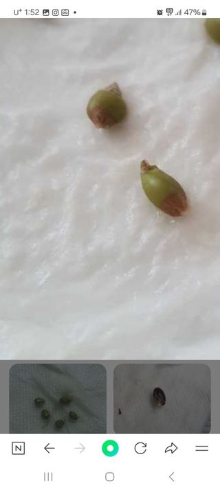 전남무안군박옥주님의 두뇌 활력 충전소! 깜짝 초성 퀴즈 · 참여글 작성글 사진