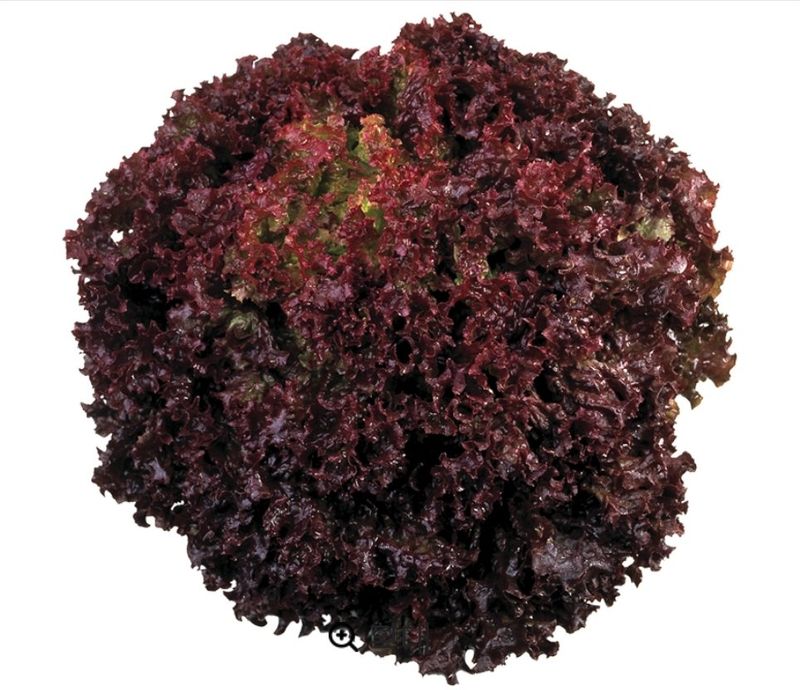 대산농사대장님의 장터 판매 상품 [팜한농 유럽  프리미엄상추  쏠마  대용량 5천립] 첨부 사진