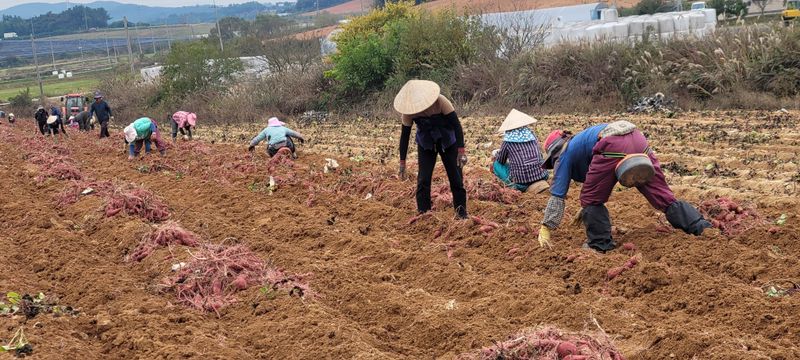 사랑꽃농장님의 장터 판매 상품 [고급진) 못난이 하루까 고구마10kg] 첨부 사진
