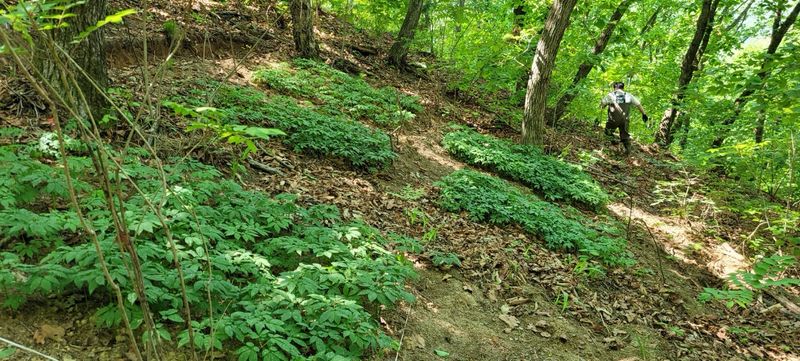 진상빈님의 장터 판매 상품 [가성비 좋은 파삼 6-13년근 설이벤트/10g 추가증정] 첨부 사진