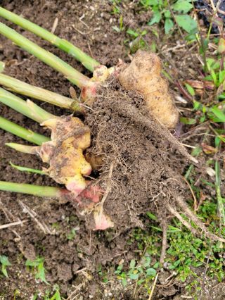 심선옥님의 농업재해보험 품목 확대, 찬성 vs 반대 · 참여글 작성글 사진