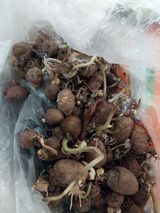 팜모닝 두뇌 활력 충전소! 깜짝 초성 퀴즈·참여글 게시글 이미지