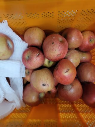 사과청일농원🍎님의 작성글 사진