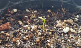 빛그린 김용화님의 두뇌 활력 충전소! 깜짝 초성 퀴즈 · 참여글 작성글 사진