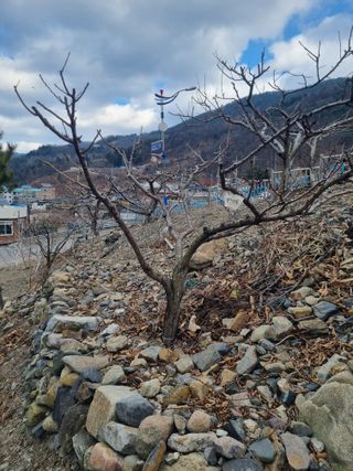 김용대님의 자유주제 · 자유게시판 작성글 사진