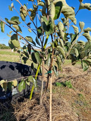김 농부님의 다가오는 대한, 농가의 혹한 대비 어떻게 하고 계신가요? · 참여글 작성글 사진