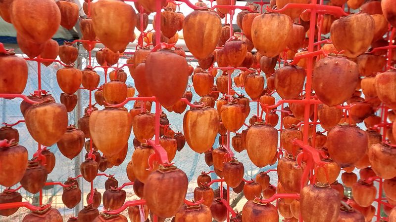 산골촌부님의 장터 판매 상품 [천운산골 자연건조 대봉곶감 8개] 첨부 사진