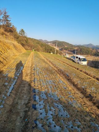 김영일님의 다가오는 대한, 농가의 혹한 대비 어떻게 하고 계신가요? · 참여글 작성글 사진
