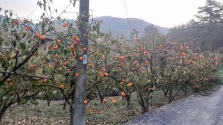 산골촌부님의 작성글 사진