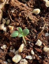 팜모닝 두뇌 활력 충전소! 깜짝 초성 퀴즈·참여글 게시글 이미지