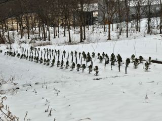 강화 산.해.감국님의 작성글 사진