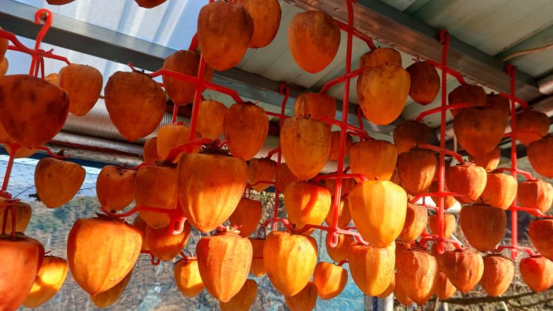 산골촌부님의 장터 판매 상품 [천운산골 자연건조 대봉곶감 8개] 첨부 사진