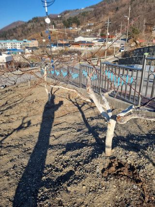 김용대님의 자유주제 · 자유게시판 작성글 사진