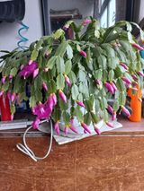 팜모닝 자유주제·자유게시판 게시글 이미지