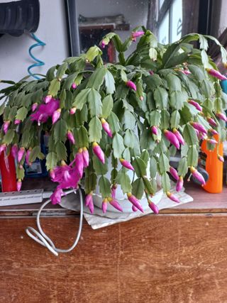 양파ㆍ청양님의 자유주제 · 자유게시판 작성글 사진